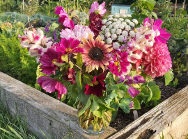 Blackshed Flowers